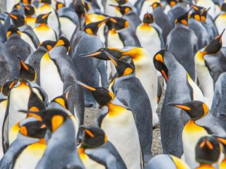 Luxury vacations in Arctic & Antarctica - Accent On Travel