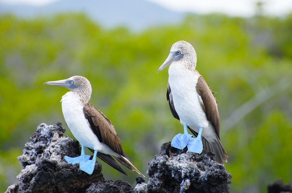 Blue footed Boobies, Galapagos - Accent On Travel