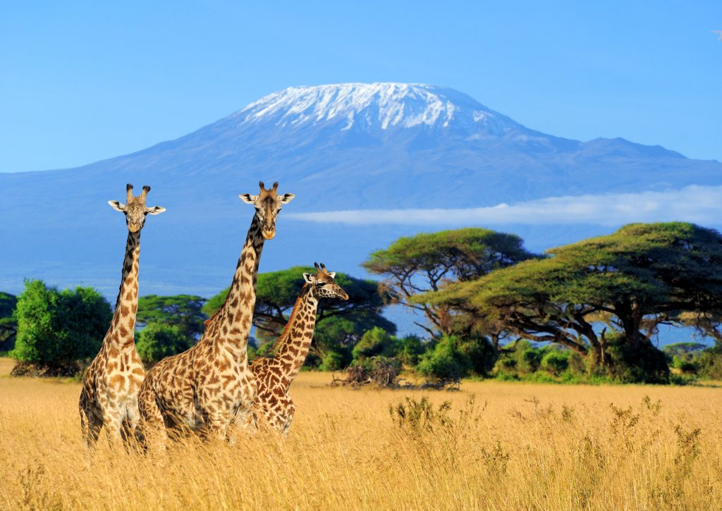 Luxury Safari vacations in Africa - Accent On Travel