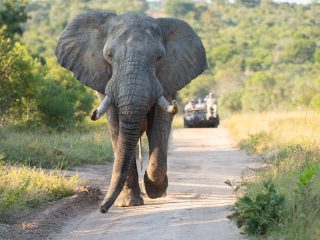 Luxury safaris - Accent On Travel