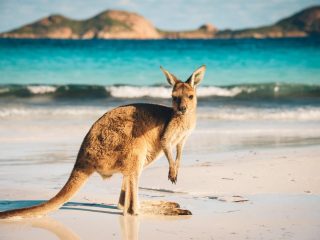 Kangaroo on the beach in Australia - Accent On Travel