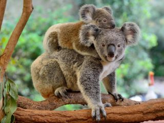 A Koala and its baby in Australia - Accent On Travel
