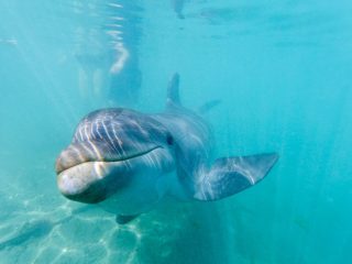 Dolphin in Caribbean - Accent On Travel