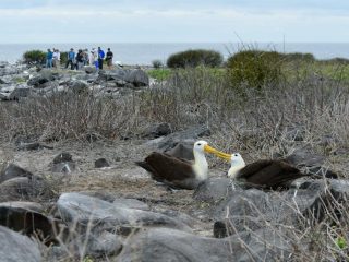 Galapagos expedition looking at seagulls & wildlife - Accent On Travel