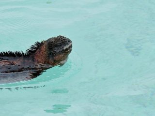 Iguana in the Galapagos - Accent On Travel - Accent On Travel