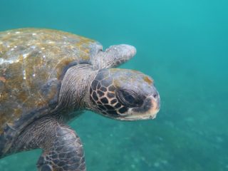 Sea Turtle in the Galapagos - Accent On Travel