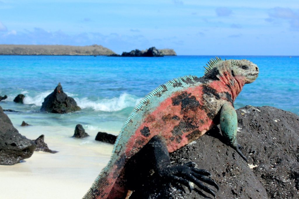 Iguana sat on a rock in the Galapagos - Accent On Travel