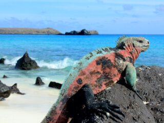 Iguana sat on a rock in the Galapagos - Accent On Travel