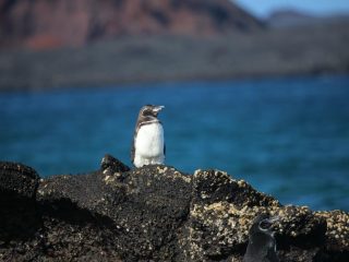 Penguin on the Galapagos Islands - Accent On Travel