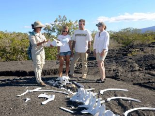 Tourists looking at bones as part of Galapagos expedition - Accent On Travel