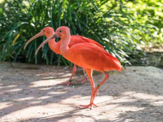 George Town, Botanical Gardens, Caribbean Cruise - Accent On Travel