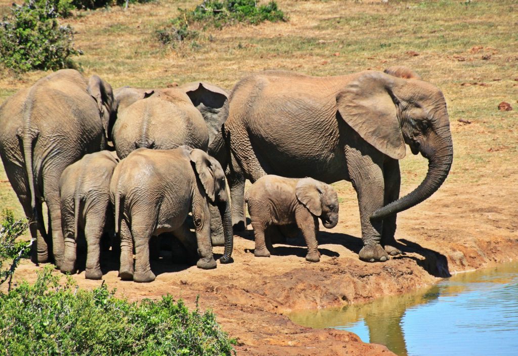 Elephants spotted on an African Safari - Accent on Travel