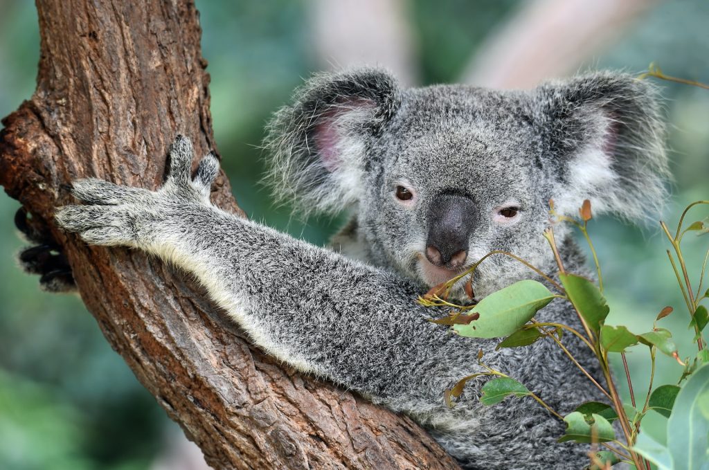 Koala, Brisbane Zoo - Accent On Travel