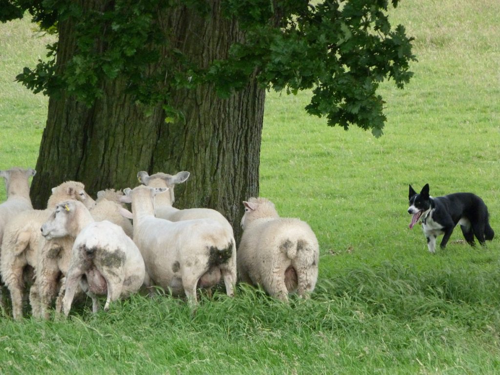 Sheepdogs hearing sheep - Accent On Travel