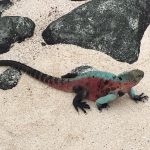Colorful marine iguana - Accent on Travel