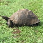Tortoise on Santa Cruz - Accent on Travel