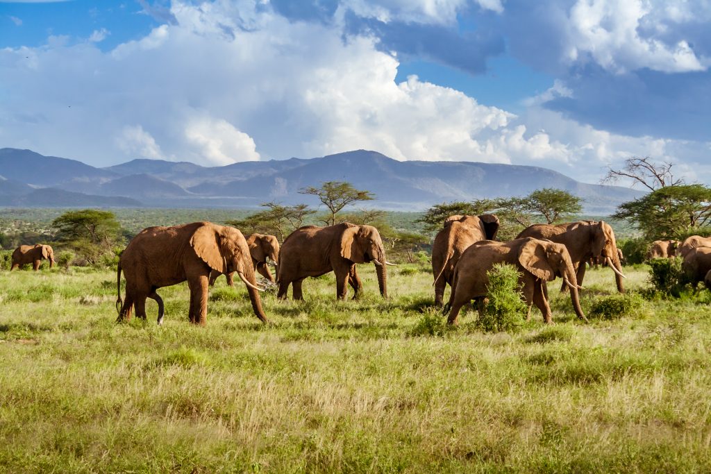 Herd of elephants in the African savannah - Accent On Travel