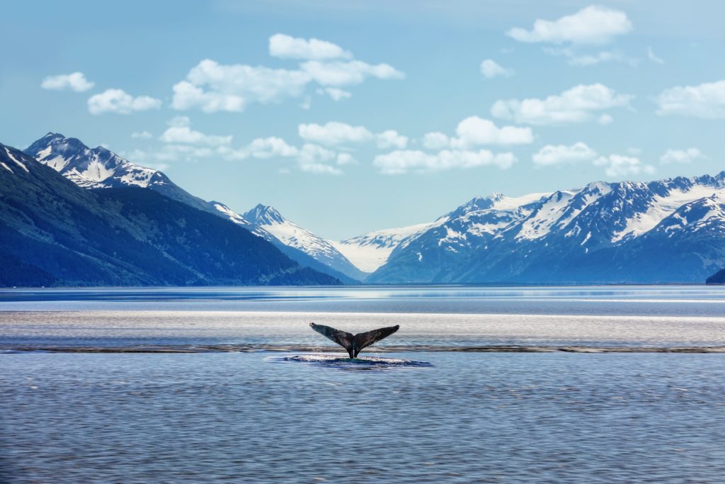 Humpback whale tail with icy mountains backdrop Alaska - Accent on Travel