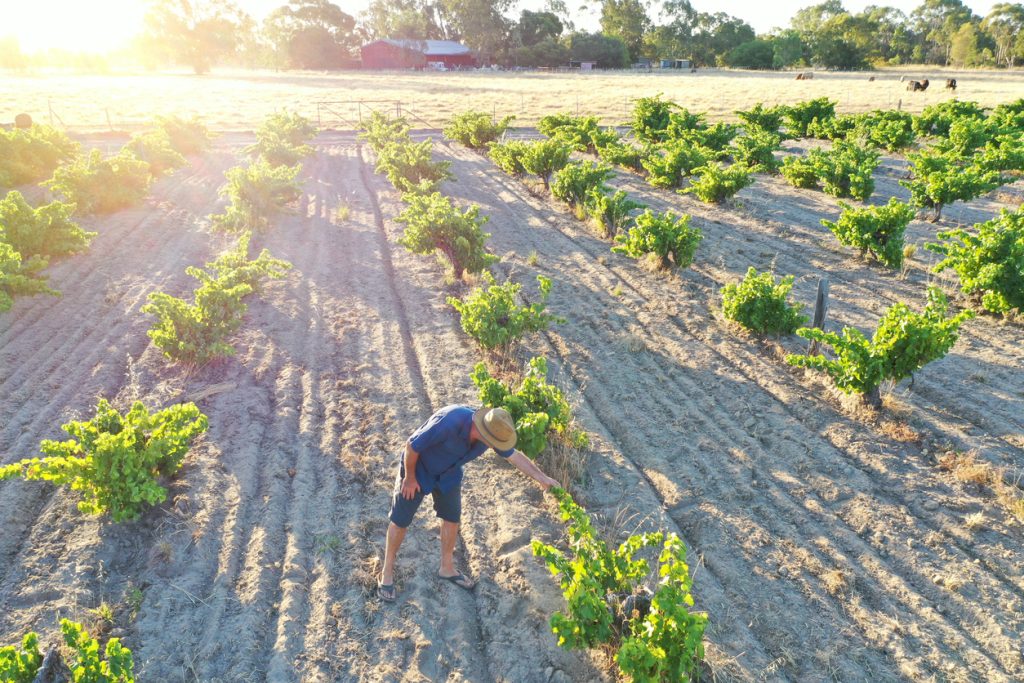 Australian farmer in a vineyard in Swan Valley near Perth in Western Australia - Accent on Travel
