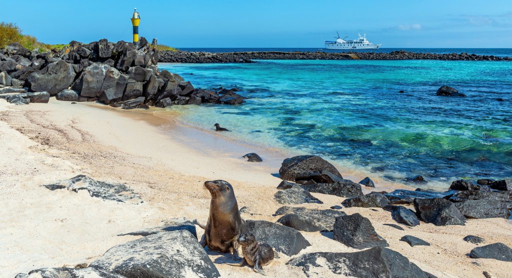 Galapagos Sea Lion, Espanola Island, Ecuador - accent on travel